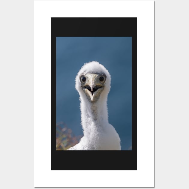 Juvenile Masked Booby, Norfolk Island Wall Art by AndrewGoodall